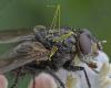 353886 – Photo : ANDRE LABETAA – France (66)